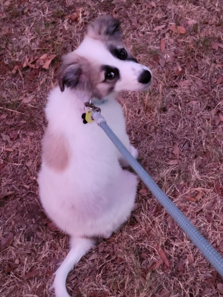 Beau, a Great Pyrenees and Belgian Malinois mix tested with EmbarkVet.com