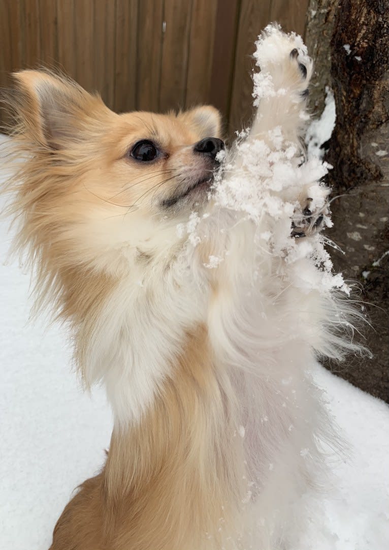Briar, a Shih Tzu and Pomeranian mix tested with EmbarkVet.com