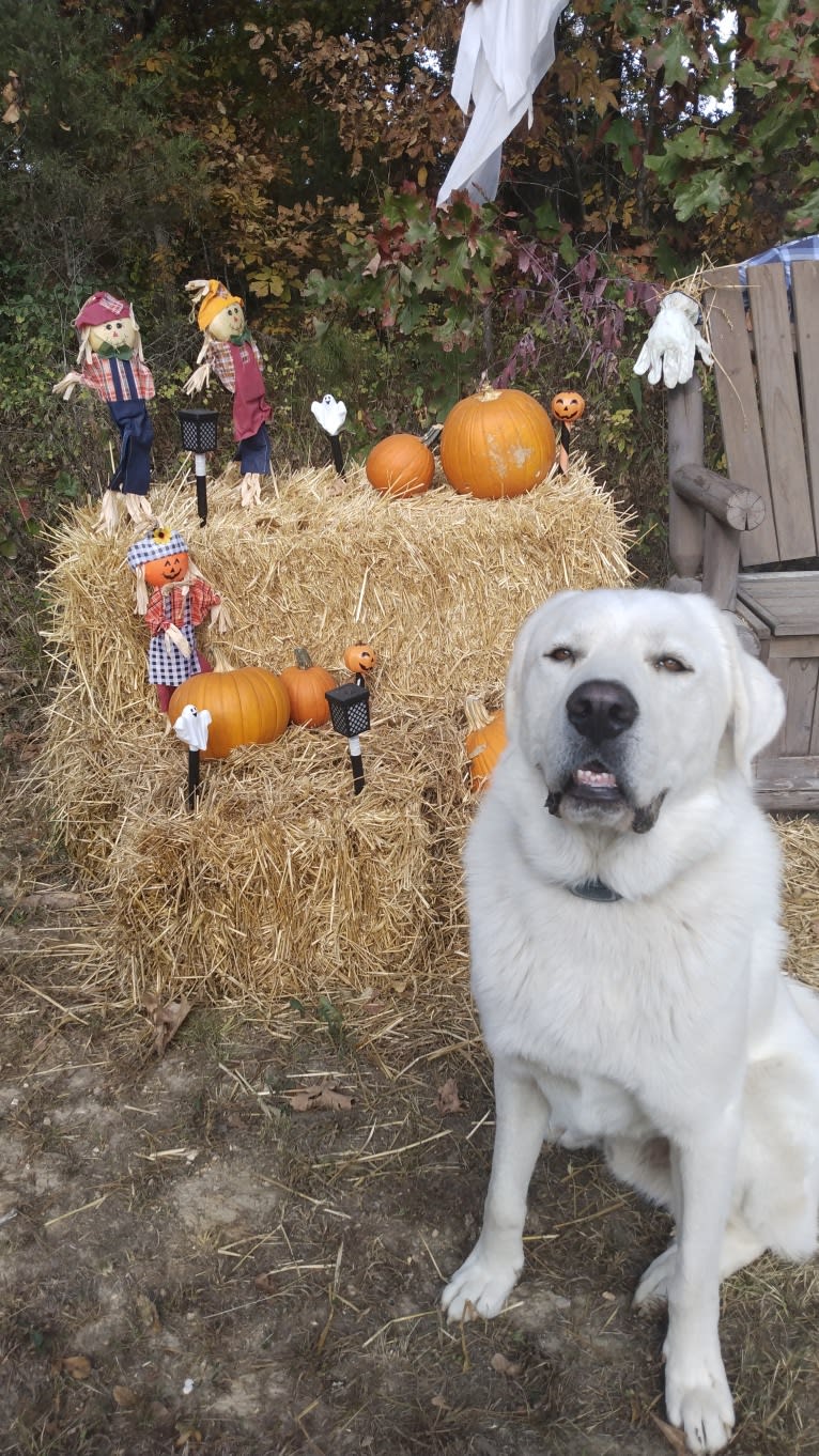 Aladdin, a Great Pyrenees tested with EmbarkVet.com