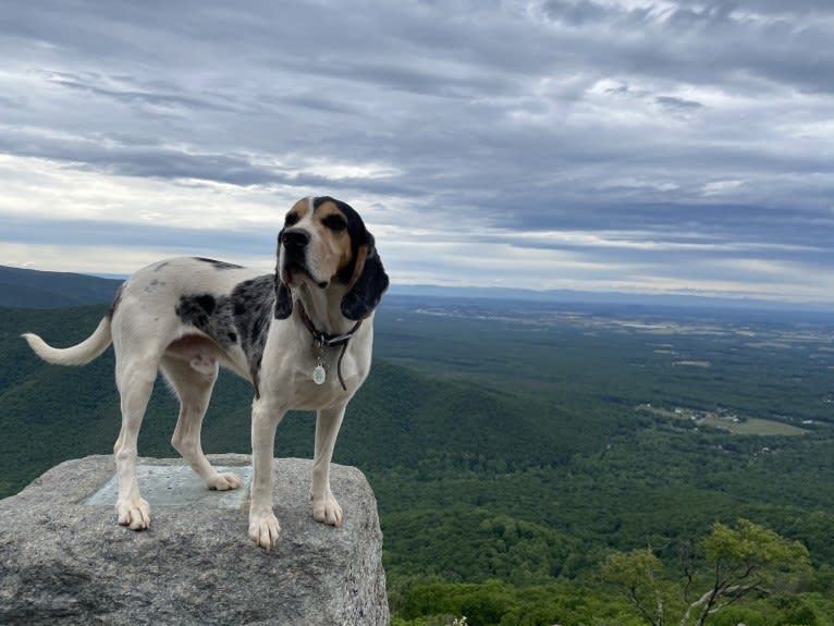 Renegade, an American English Coonhound and Cocker Spaniel mix tested with EmbarkVet.com