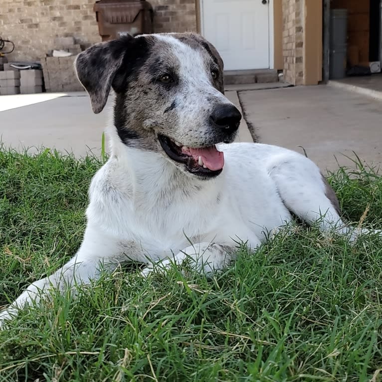 Goose, a Chow Chow and Australian Cattle Dog mix tested with EmbarkVet.com