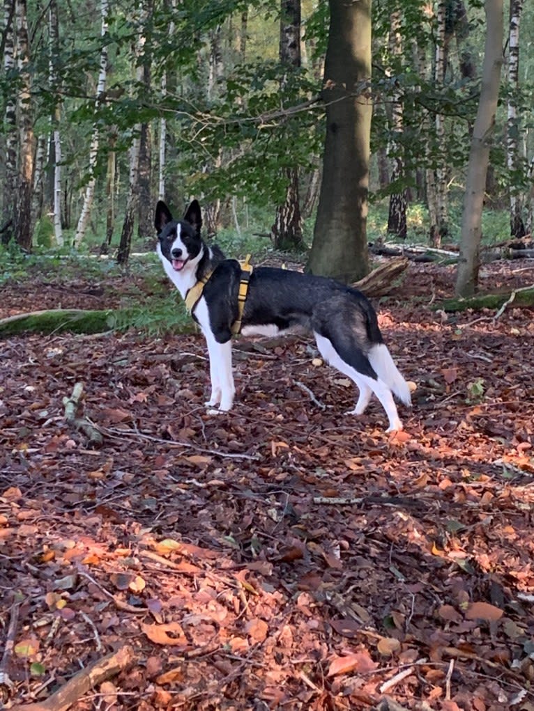 Koko, an Alaskan-type Husky and Border Collie mix tested with EmbarkVet.com