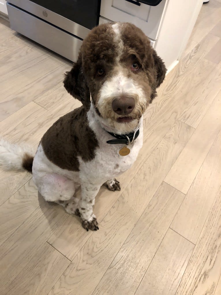 Zoe, a Poodle (Standard) and Labrador Retriever mix tested with EmbarkVet.com