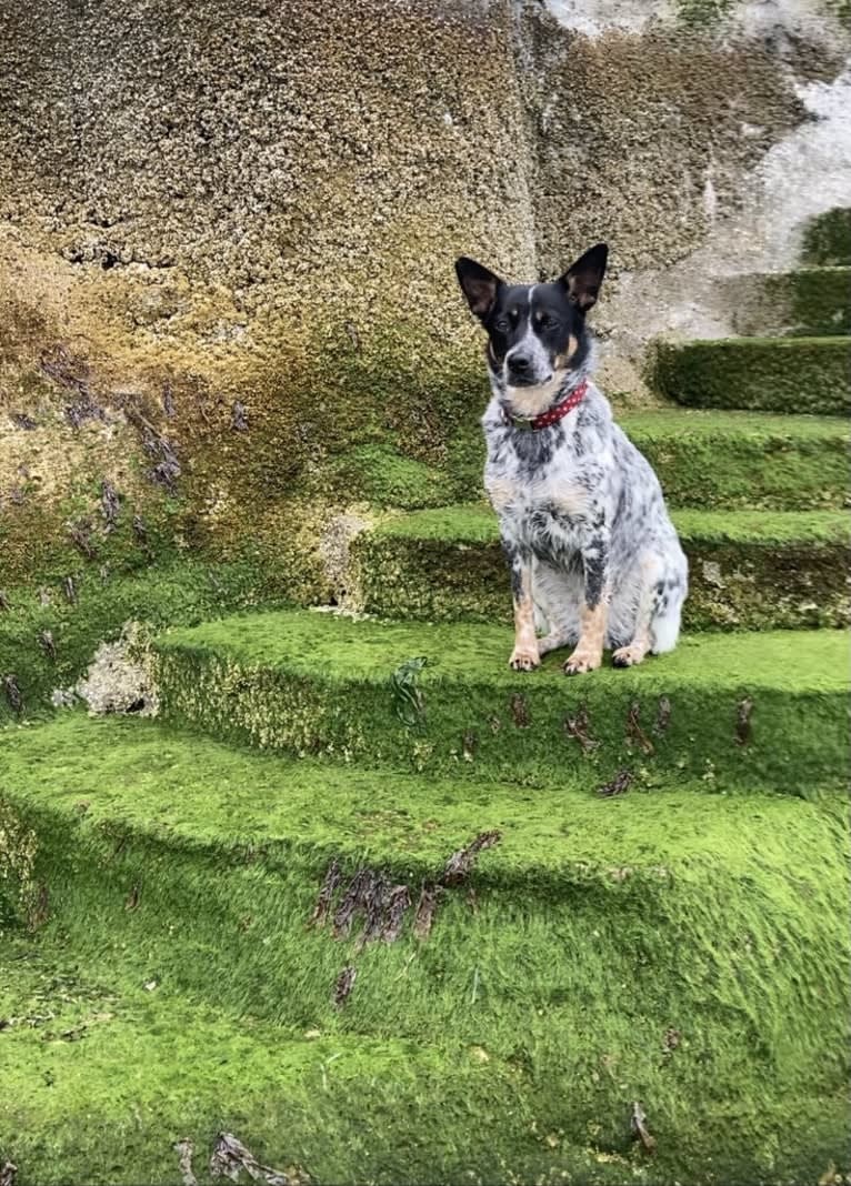 Lily, an Australian Cattle Dog and Border Collie mix tested with EmbarkVet.com