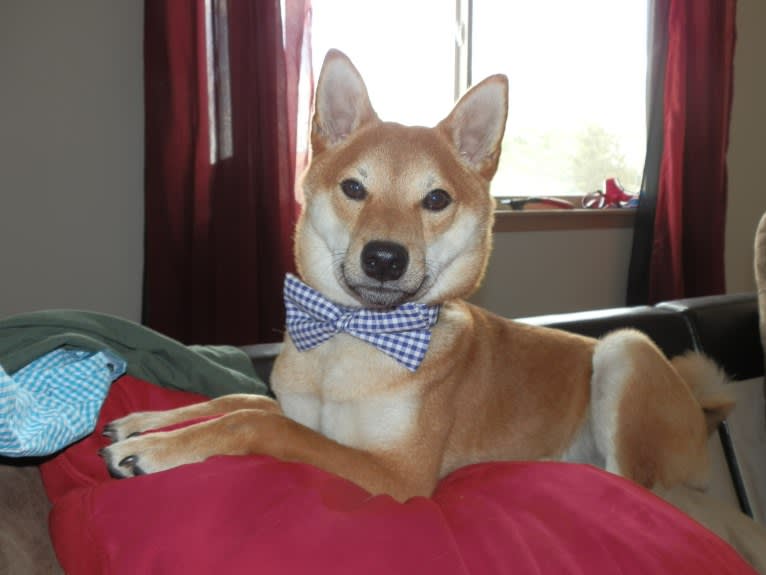 Banksy, a Shiba Inu tested with EmbarkVet.com