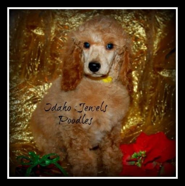 Rusty, a Poodle tested with EmbarkVet.com