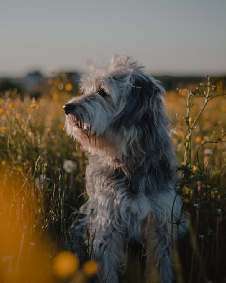 Olga, an Eastern European Village Dog tested with EmbarkVet.com