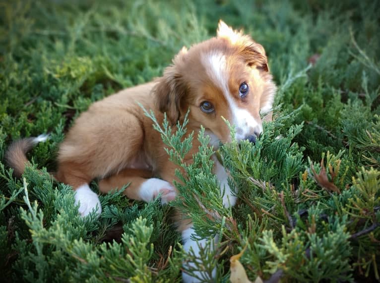 Juniper, an English Shepherd tested with EmbarkVet.com