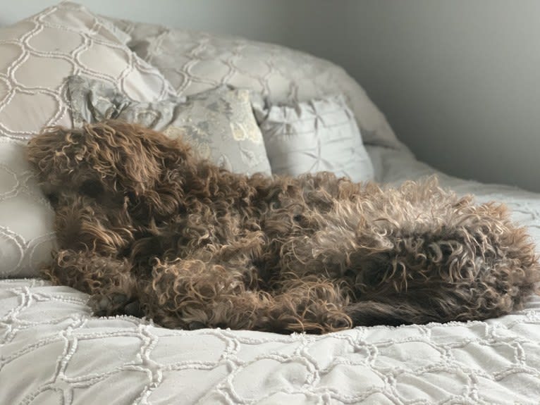 The Mighty Chewbacca, a Labradoodle (6.2% unresolved) tested with EmbarkVet.com