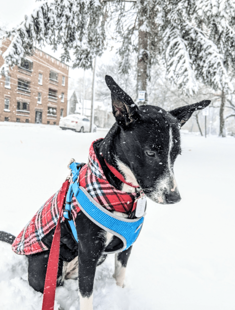 Pepper, an American Pit Bull Terrier and German Shepherd Dog mix tested with EmbarkVet.com