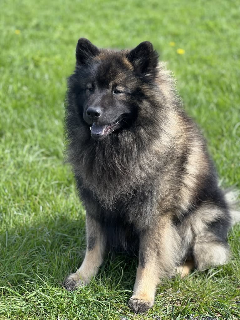 Freki från Hāxanskittel, an Eurasier tested with EmbarkVet.com