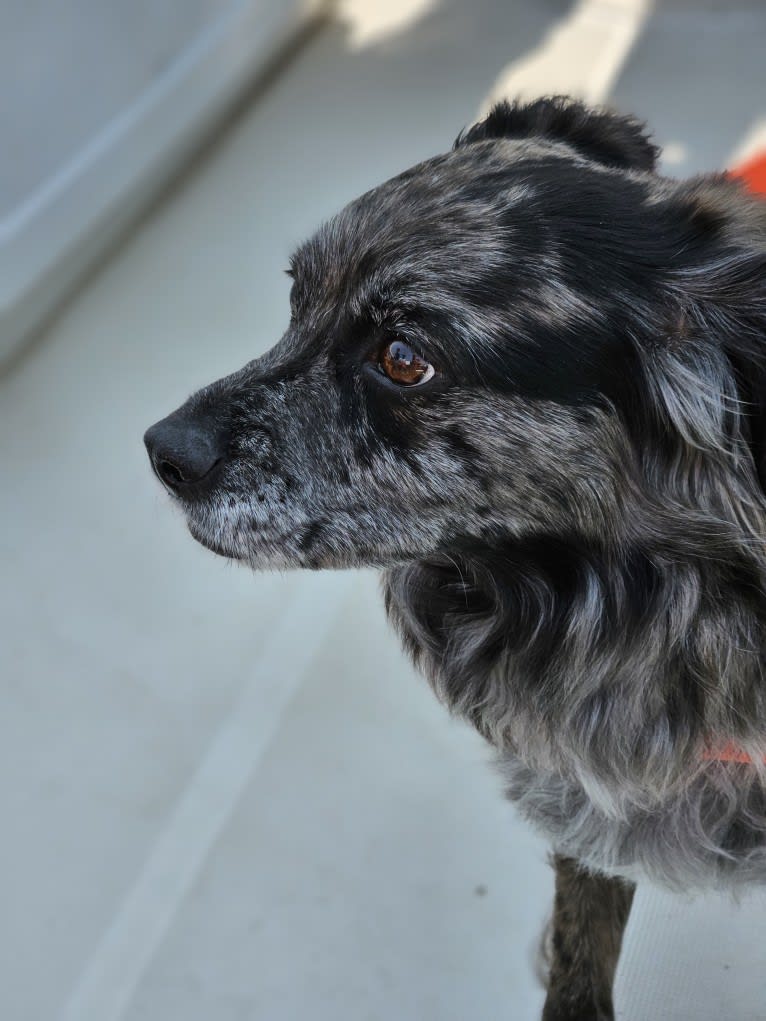 Mallatobuck, a Chihuahua and Shih Tzu mix tested with EmbarkVet.com