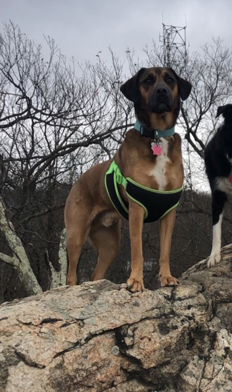 Rufus, a Rottweiler and Beagle mix tested with EmbarkVet.com