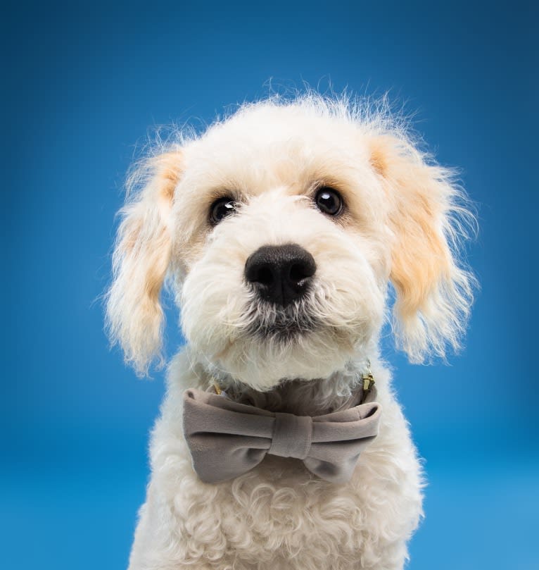 Milo, a Poodle (Small) and Cocker Spaniel mix tested with EmbarkVet.com