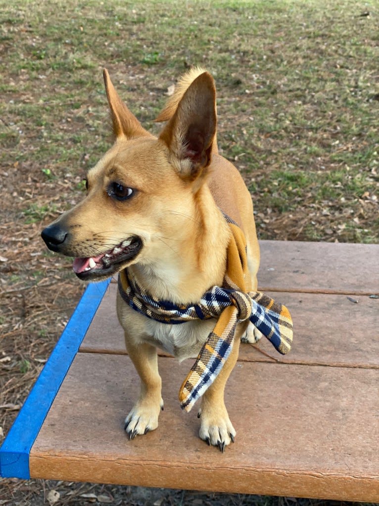 Finn, a Chihuahua and Bichon Frise mix tested with EmbarkVet.com