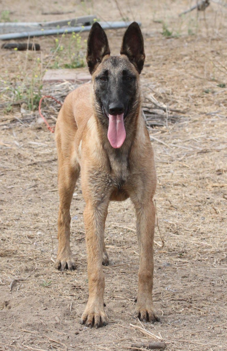 Dela, a Belgian Shepherd tested with EmbarkVet.com