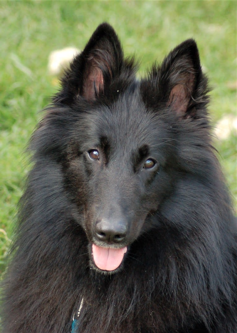 "Bluie", a Belgian Shepherd tested with EmbarkVet.com