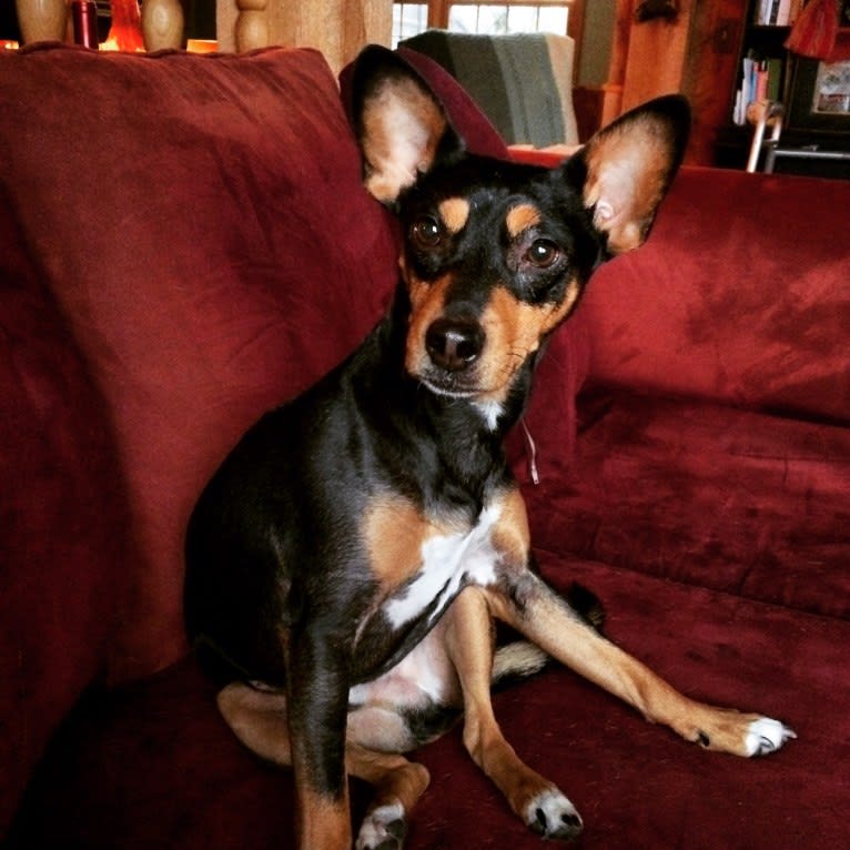 Photo of Purdue, a Rat Terrier, Basenji, Manchester Terrier (Toy), and Chihuahua mix in Tennessee, USA