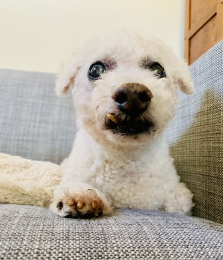 Ollie Popcorns, a Bichon Frise tested with EmbarkVet.com