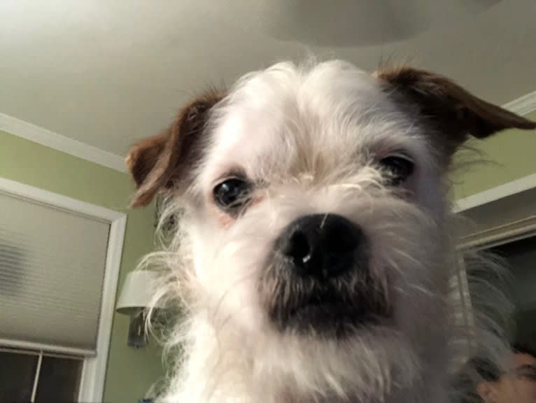 Finley, a Shih Tzu and Boston Terrier mix tested with EmbarkVet.com