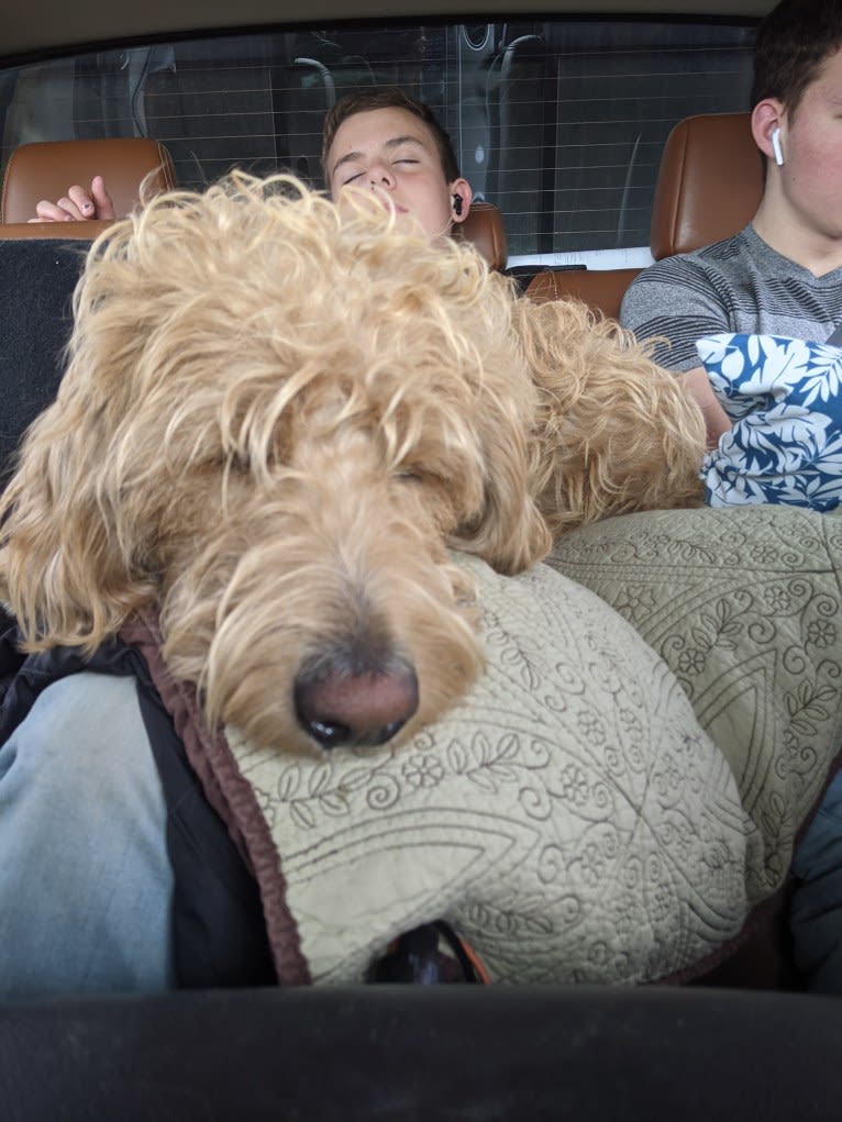 Gunner, a Labradoodle tested with EmbarkVet.com
