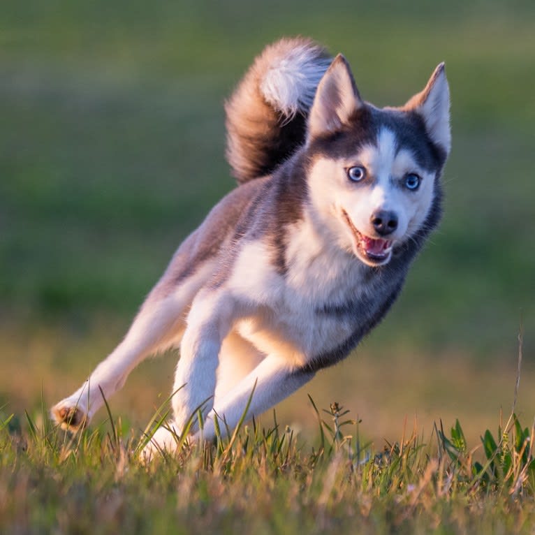 SKADI, a Pomsky tested with EmbarkVet.com