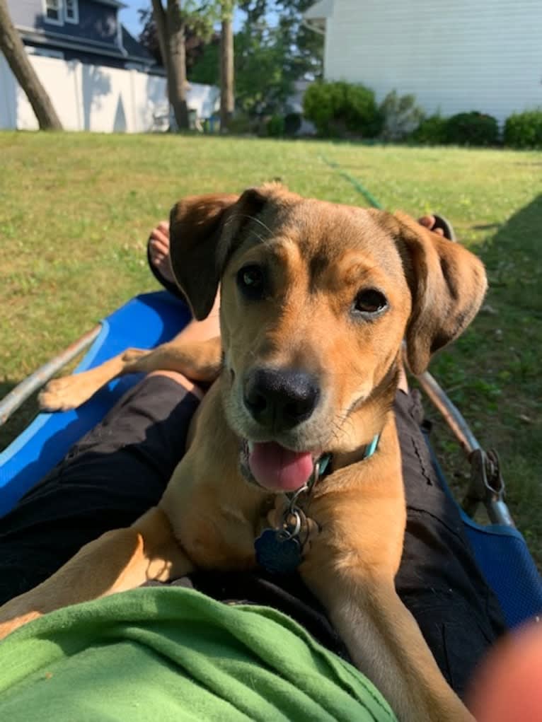 Pretzel, a Beagle and Golden Retriever mix tested with EmbarkVet.com