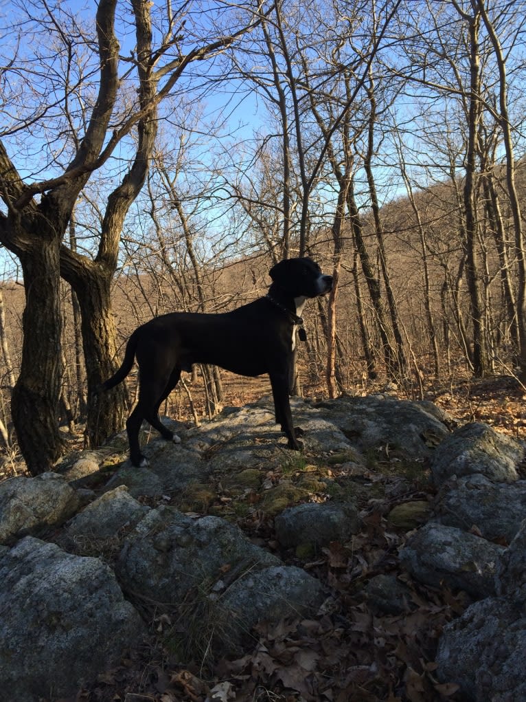 Tucker, a Labrador Retriever and American Staffordshire Terrier mix tested with EmbarkVet.com