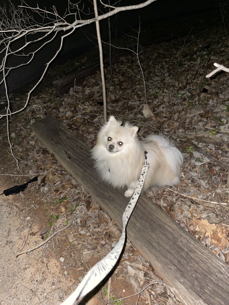 Koda, a Pomeranian tested with EmbarkVet.com