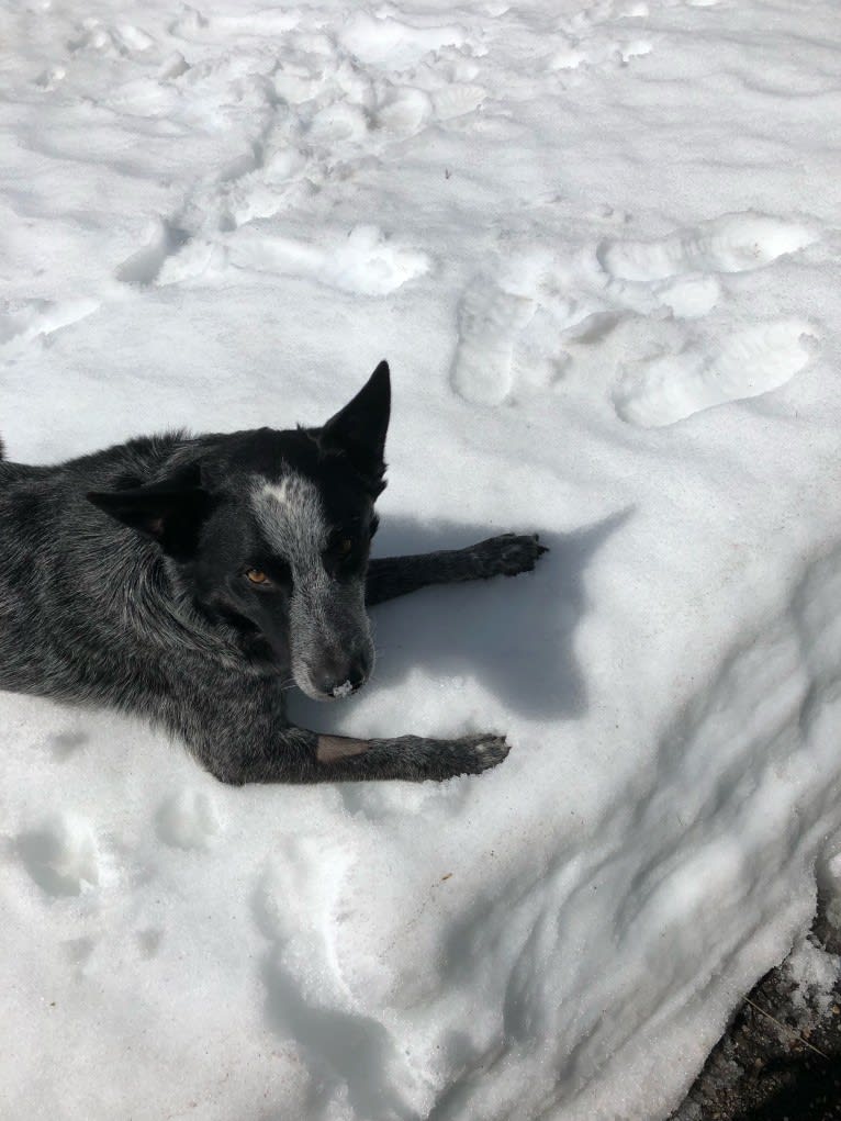 Bodie, an Australian Cattle Dog and Border Collie mix tested with EmbarkVet.com