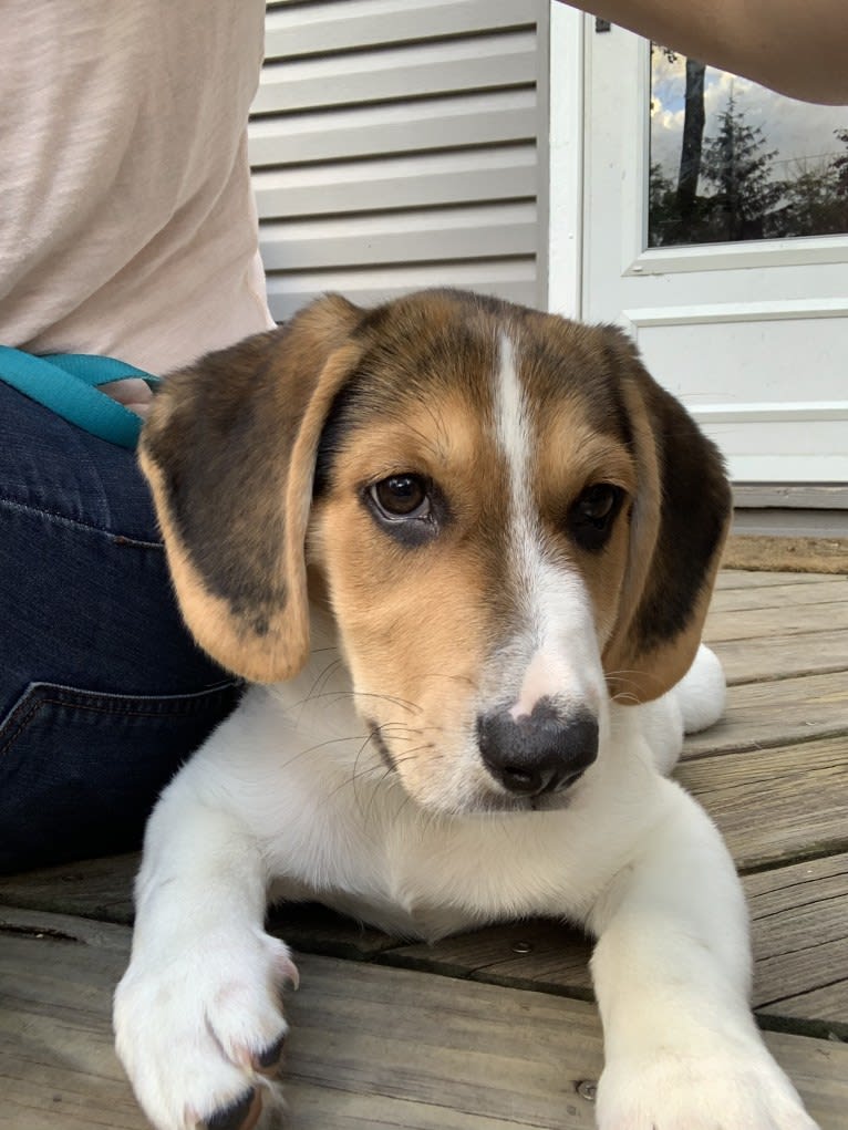 Oliver, a Basset Hound and German Shepherd Dog mix tested with EmbarkVet.com