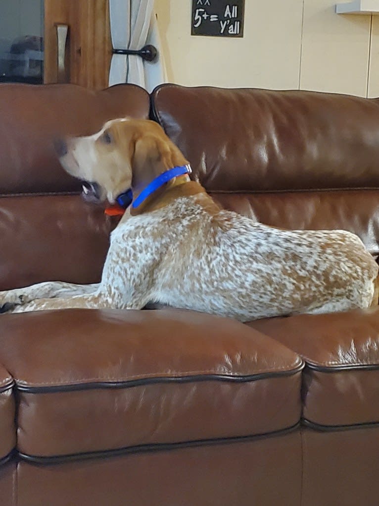 Hank, an American English Coonhound tested with EmbarkVet.com