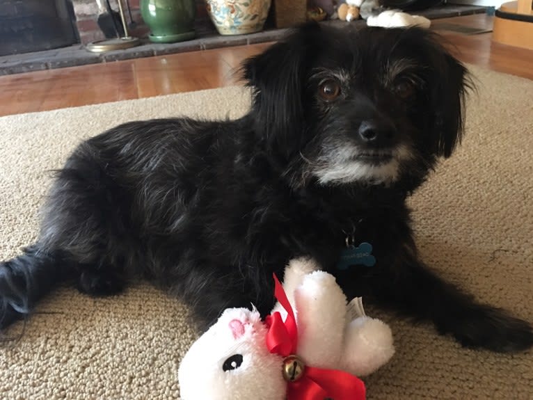 Brady, a Chihuahua and Poodle (Small) mix tested with EmbarkVet.com