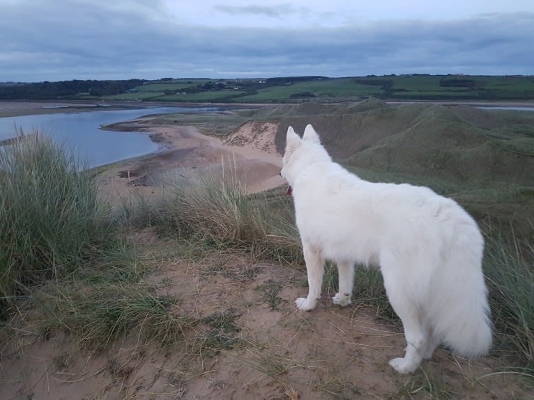 Alaska, a German Shepherd Dog and Akita mix tested with EmbarkVet.com