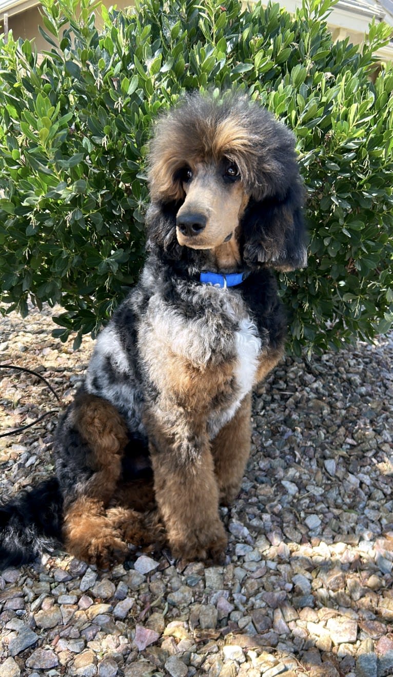 FAMOUS, a Poodle tested with EmbarkVet.com