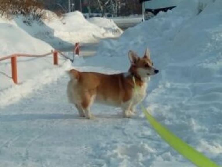 Britania Preciosa, a Pembroke Welsh Corgi tested with EmbarkVet.com