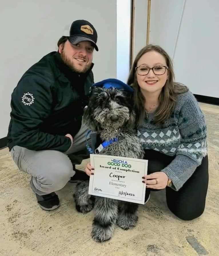 Cooper, a Poodle (Standard) tested with EmbarkVet.com