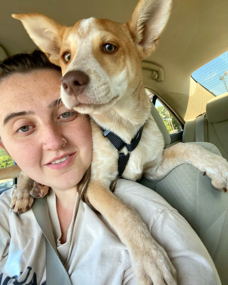 Lou, an Australian Cattle Dog and Australian Shepherd mix tested with EmbarkVet.com