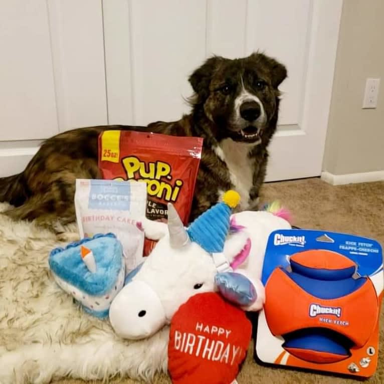 Ziggy, an American Pit Bull Terrier and Great Pyrenees mix tested with EmbarkVet.com