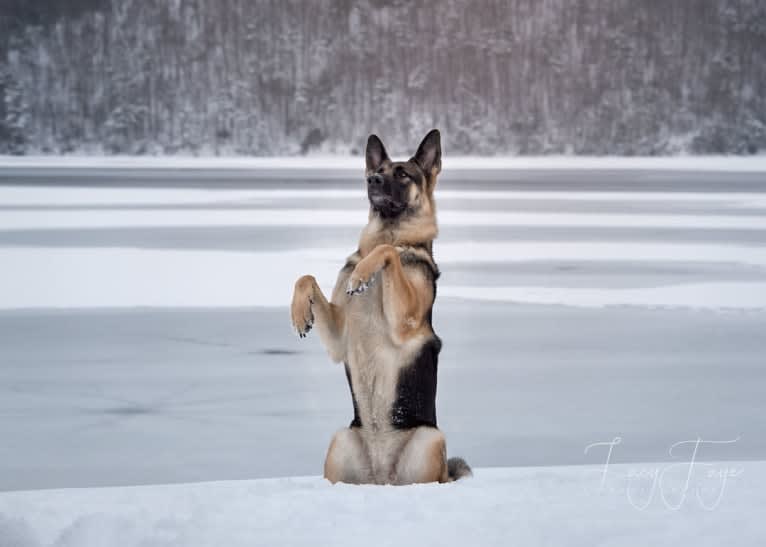 Arya, a German Shepherd Dog tested with EmbarkVet.com