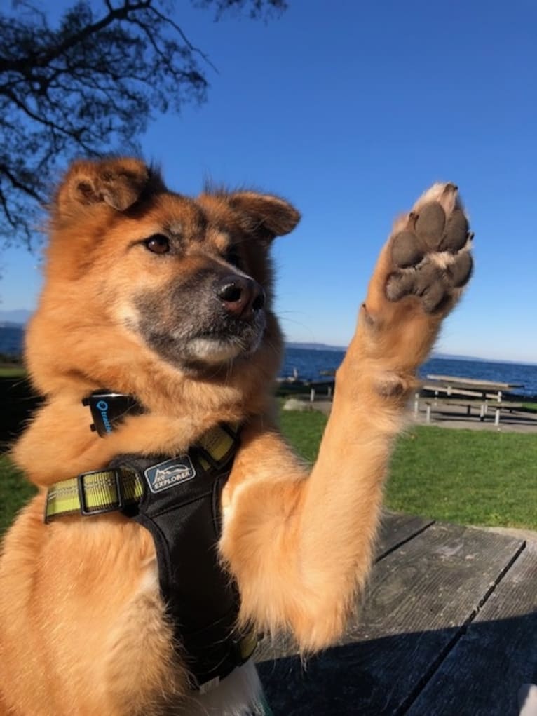 Luke, a Southeast Asian Village Dog and Golden Retriever mix tested with EmbarkVet.com