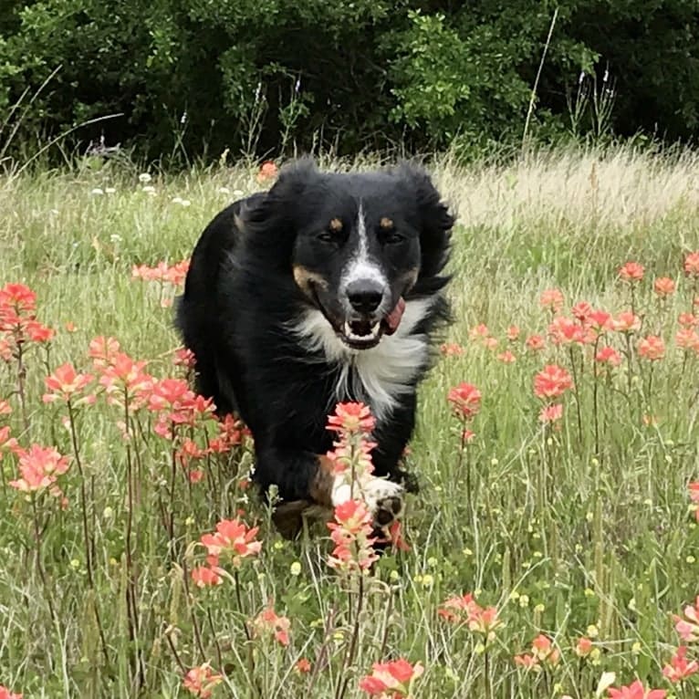 Gala, an Australian Shepherd tested with EmbarkVet.com