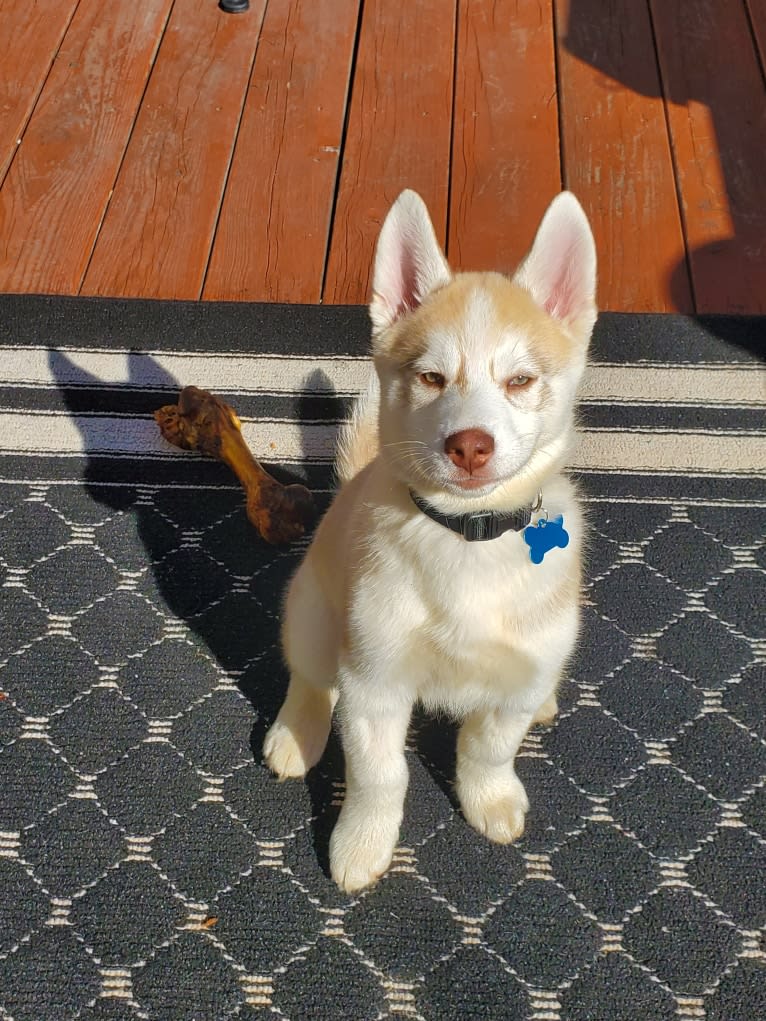 Kody Chasky, a Siberian Husky and American Pit Bull Terrier mix tested with EmbarkVet.com