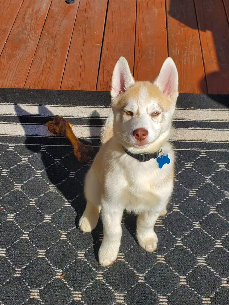 Kody Chasky, a Siberian Husky and American Pit Bull Terrier mix tested with EmbarkVet.com