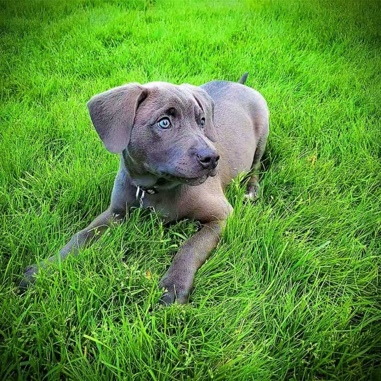 Jaxon, an American Pit Bull Terrier and Chow Chow mix tested with EmbarkVet.com