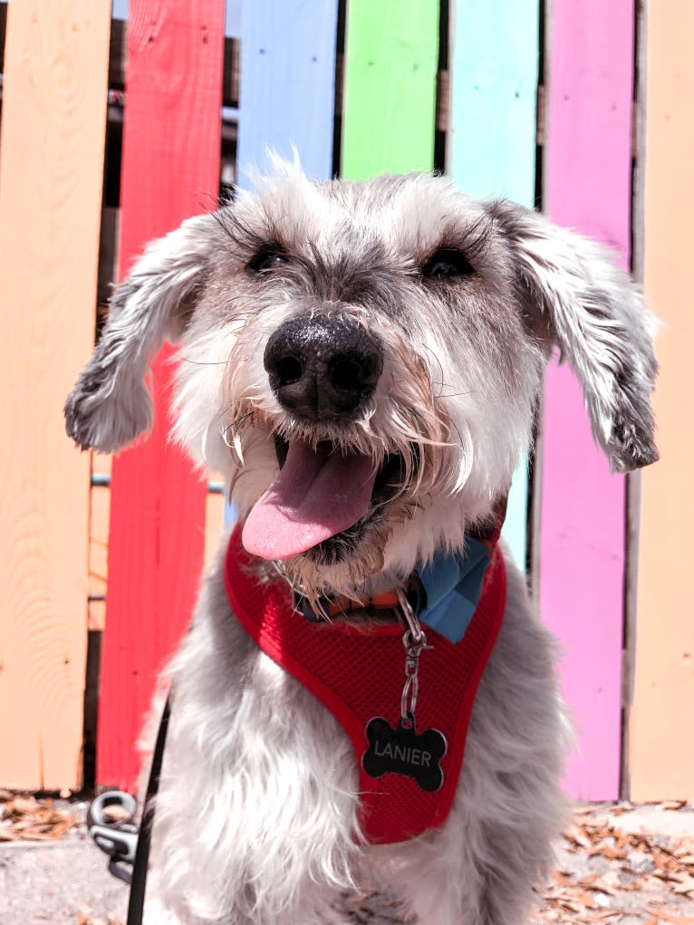 Lanier, a Miniature Schnauzer tested with EmbarkVet.com