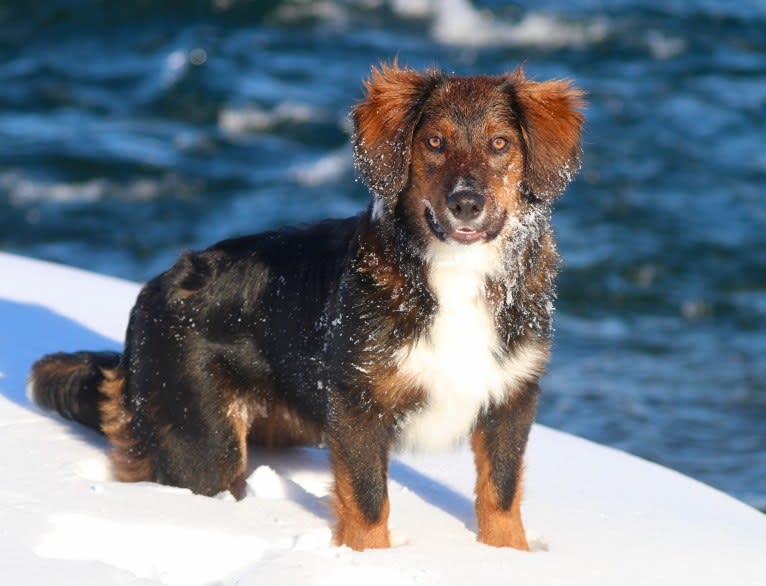 Burley, an English Shepherd tested with EmbarkVet.com