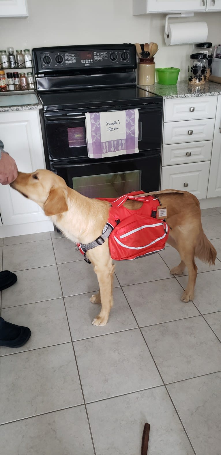 Fauna, a Golden Retriever (7.8% unresolved) tested with EmbarkVet.com