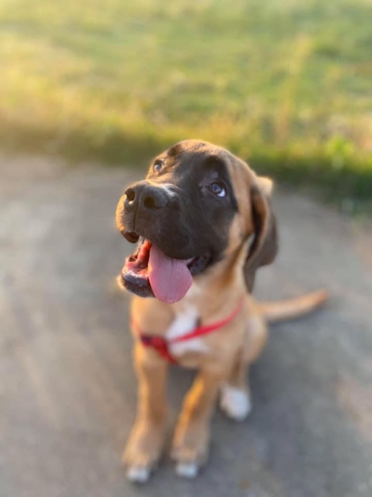 Zoey, a Saint Bernard and Mastiff mix tested with EmbarkVet.com