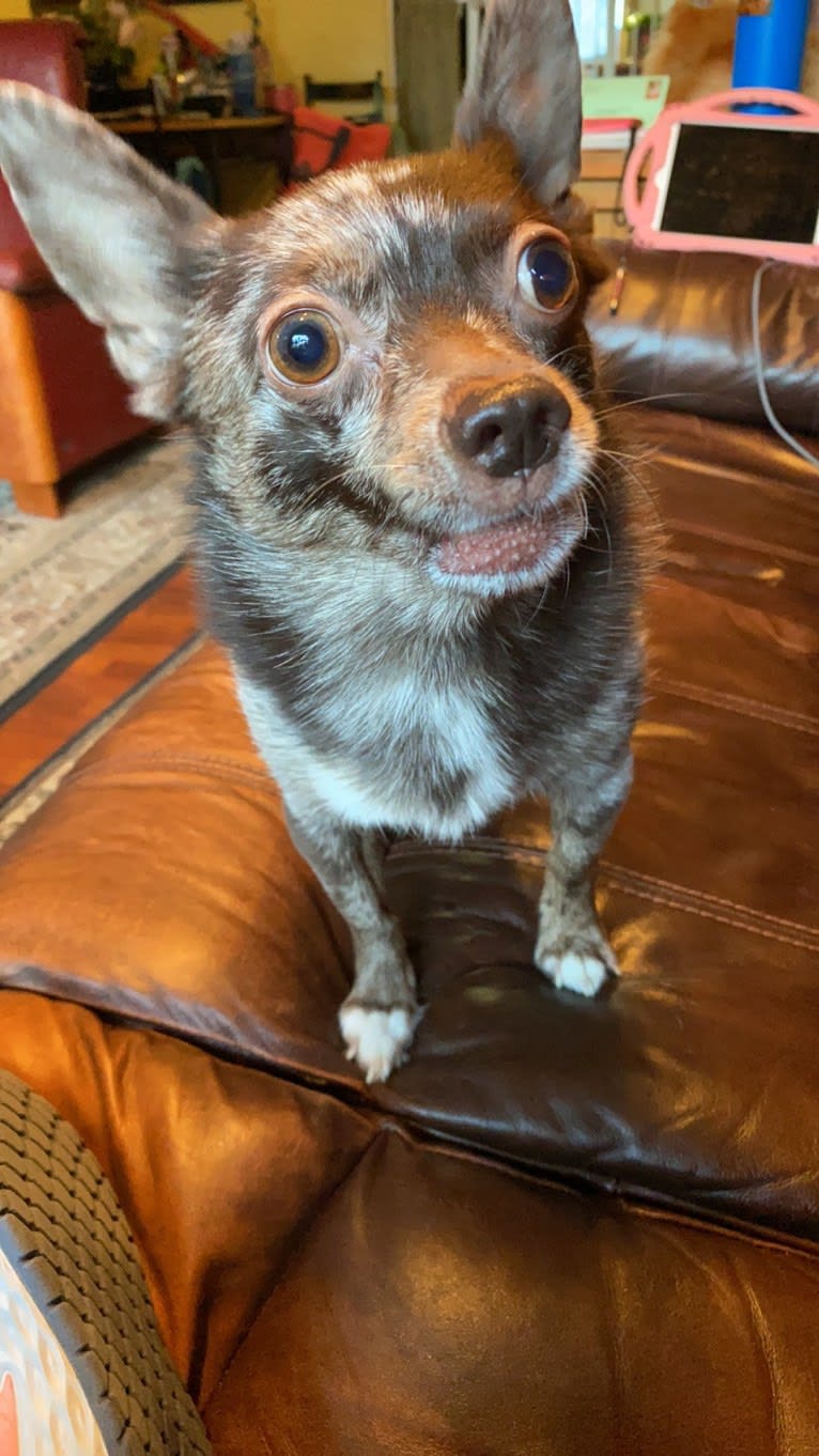 Buddy, a Pomchi tested with EmbarkVet.com